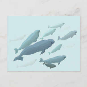Beluga Whale Briefkaarten Canadian Beluga Whale Ca