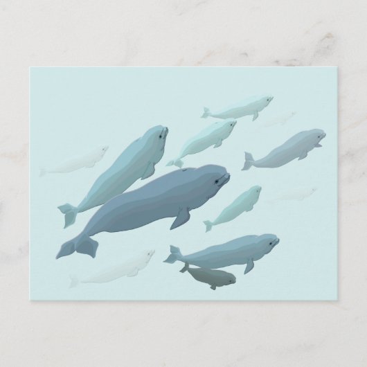 Beluga Whale Briefkaarten Canadian Beluga Whale Ca (Voorkant)