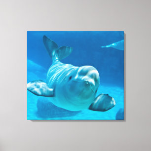Beluga Whale Canvas Afdruk