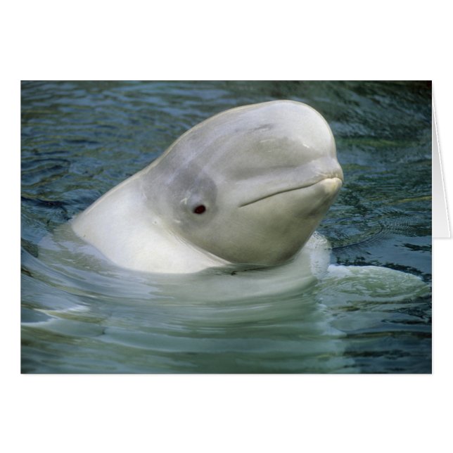 Beluga Whale, Delphinapterus leucas) (Voorkant Horizontaal)