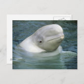 Beluga Whale, Delphinapterus leucas) Briefkaart (Voorkant / Achterkant)