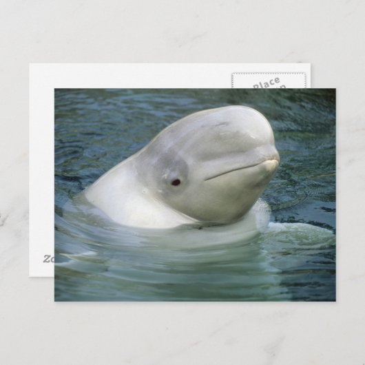 Beluga Whale, Delphinapterus leucas) Briefkaart (Voorkant / Achterkant)