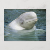 Beluga Whale, Delphinapterus leucas) Briefkaart (Voorkant)