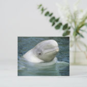 Beluga Whale, Delphinapterus leucas) Briefkaart (Staand voorkant)