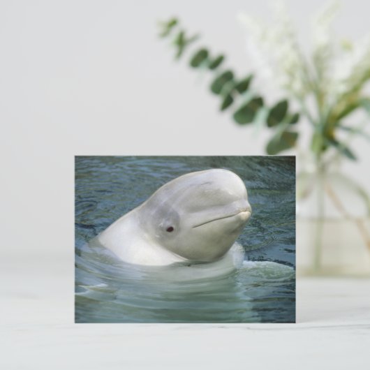 Beluga Whale, Delphinapterus leucas) Briefkaart (Staand voorkant)
