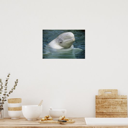 Beluga Whale, Delphinapterus leucas), Captive Poster (Keuken)