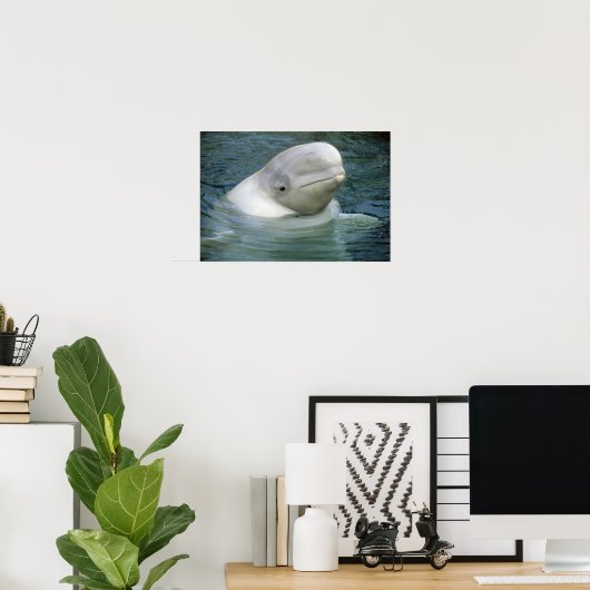 Beluga Whale, Delphinapterus leucas), Captive Poster (Thuiskantoor)