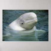 Beluga Whale, Delphinapterus leucas), Captive Poster (Voorkant)