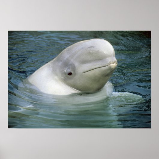Beluga Whale, Delphinapterus leucas), Captive Poster (Voorkant)