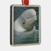 Beluga Whale, Delphinapterus leucas) Metalen Ornament (Rechts)