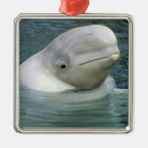 Beluga Whale, Delphinapterus leucas) Metalen Ornament