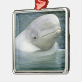 Beluga Whale, Delphinapterus leucas) Metalen Ornament (Links)