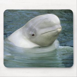 Beluga Whale, Delphinapterus leucas) Muismat