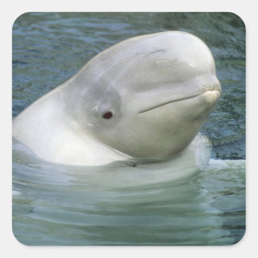 Beluga Whale, Delphinapterus leucas) Vierkante Sticker (Voorkant)