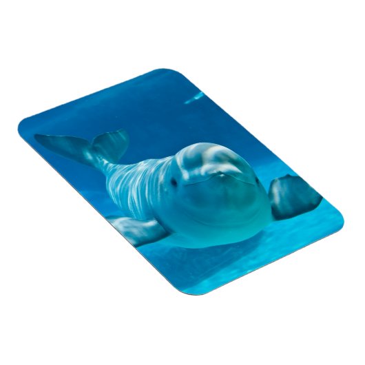 Beluga Whale Magneet (Rechterzijde)