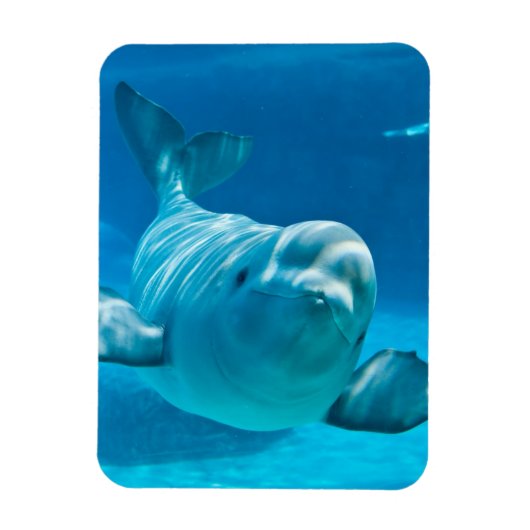 Beluga Whale Magneet (Verticaal)