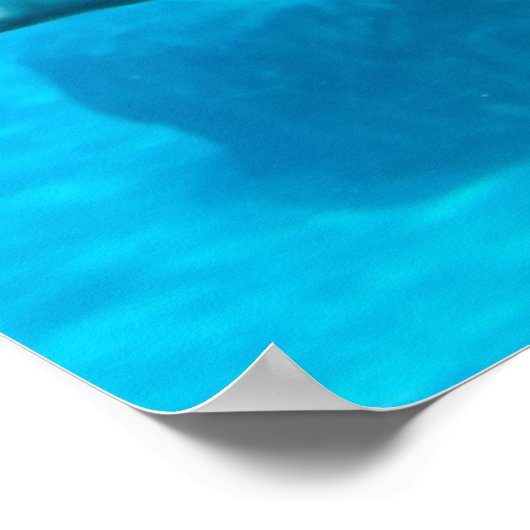 Beluga Whale Poster (Hoek)