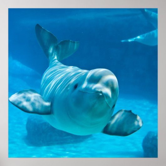 Beluga Whale Poster (Voorkant)