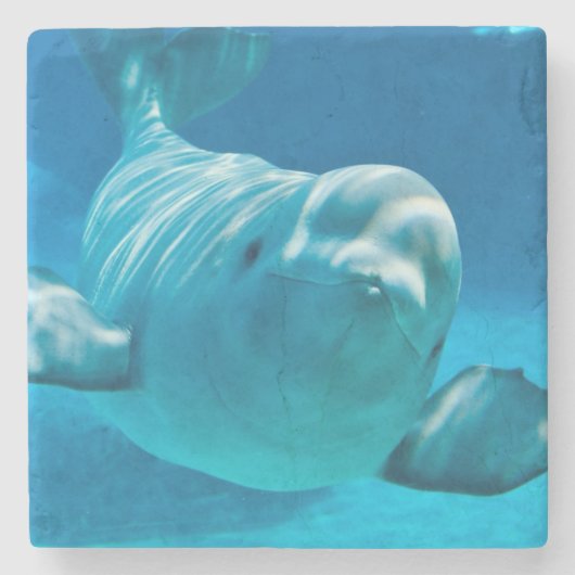 Beluga Whale Stenen Onderzetter (Voorkant)