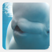 Beluga Whale Stickers (Voorkant)