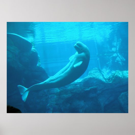 Beluga Whales II Poster (Voorkant)