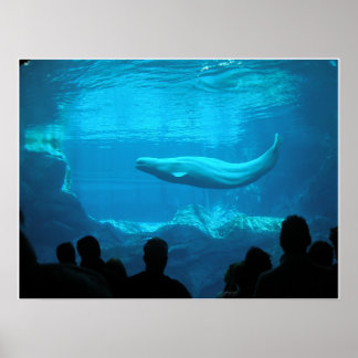 Beluga Whales III Poster