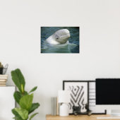 Belugawalsvis, Delphinapterus leucas) Poster (Thuiskantoor)