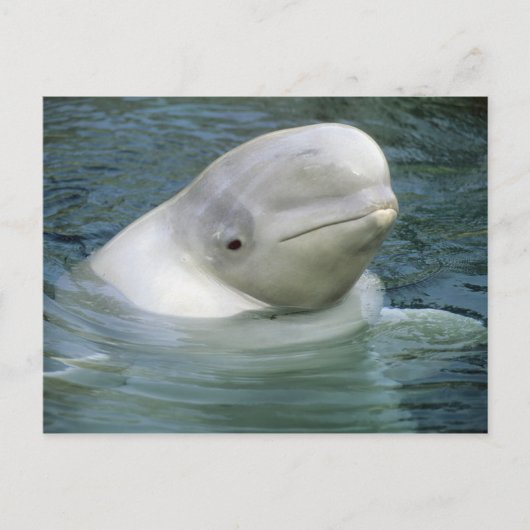 Belugawalvis, Delphinapterus leucas) Briefkaart (Voorkant)