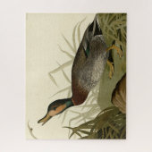Bemaculate (Brewer's) Duck, Audubon Birds America Legpuzzel (Verticaal)