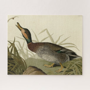 Bemaculate (Brewer's) Duck, Audubon Birds America Legpuzzel