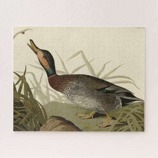 Bemaculate (Brewer's) Duck, Audubon Birds America Legpuzzel (Horizontaal)