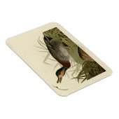 Bemaculate (Brewer's) Duck, Audubon Birds America Magneet (Rechterzijde)
