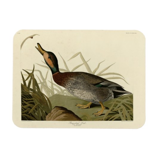 Bemaculate (Brewer's) Duck, Audubon Birds America Magneet (Horizontaal)