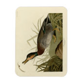 Bemaculate (Brewer's) Duck, Audubon Birds America Magneet (Verticaal)