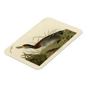 Bemaculate (Brewer's) Duck, Audubon Birds America Magneet (Linkerzijde)