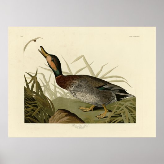 Bemaculate (Brewer's) Duck, Audubon Birds America Poster (Voorkant)