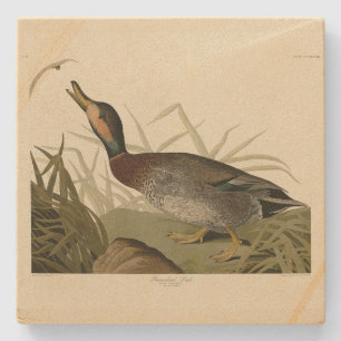 Bemaculate (Brewer's) Duck, Audubon Birds America Stenen Onderzetter