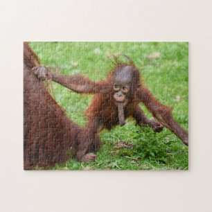 Ben ik Schattig - Orang-oetan Baby met Moeder Legpuzzel