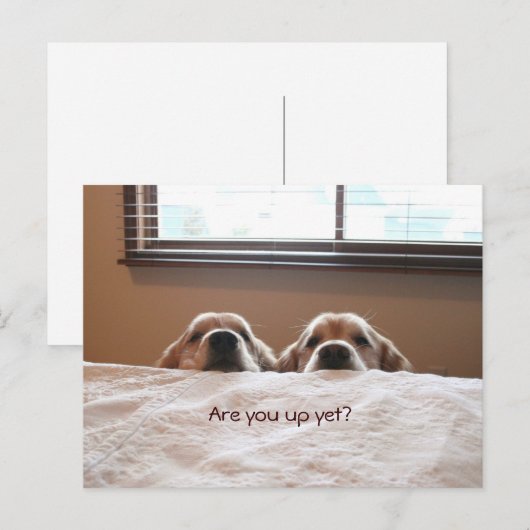 Ben je nog op Golden Retriever? Briefkaart (Voorkant / Achterkant)
