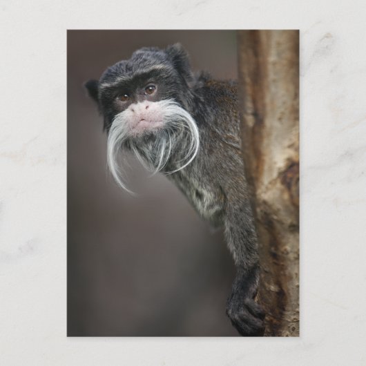 Ben jij mijn Barber? Briefkaart (Voorkant)