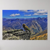 Ben Lomond Kea Poster (Voorkant)