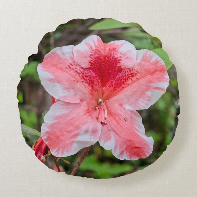 Ben Morrison Azalea (Rhododendron 'Ben Morrison') Rond Kussen (Voorkant)