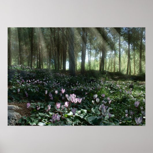 Ben Shemen Forest in Israël, Heilig Land Poster (Voorkant)