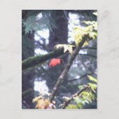 Ben zelf briefkaart (Voorkant)