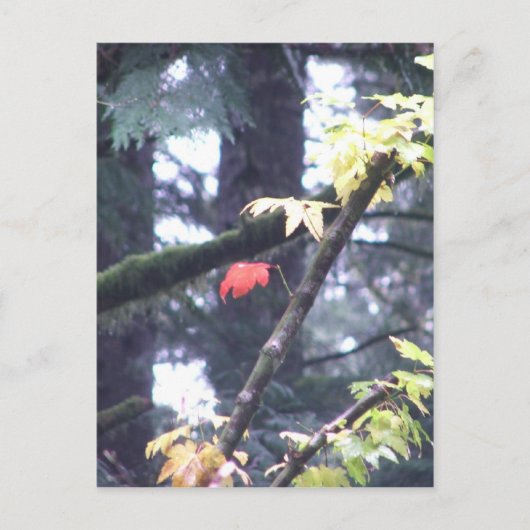 Ben zelf briefkaart (Voorkant)