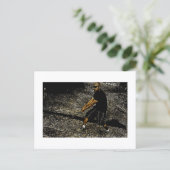 Benaderbare Wolf Post Card Print Briefkaart (Staand voorkant)