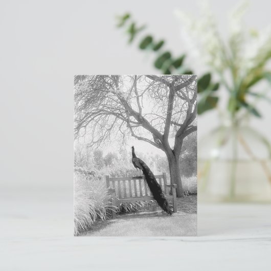 Bench Peacock Briefkaart (Staand voorkant)
