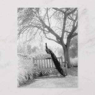 Bench Peacock Briefkaart