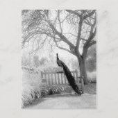 Bench Peacock Briefkaart (Voorkant)