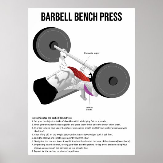 Bench Press - Exercise - Muscle Anatomy Chart Poster (Voorkant)